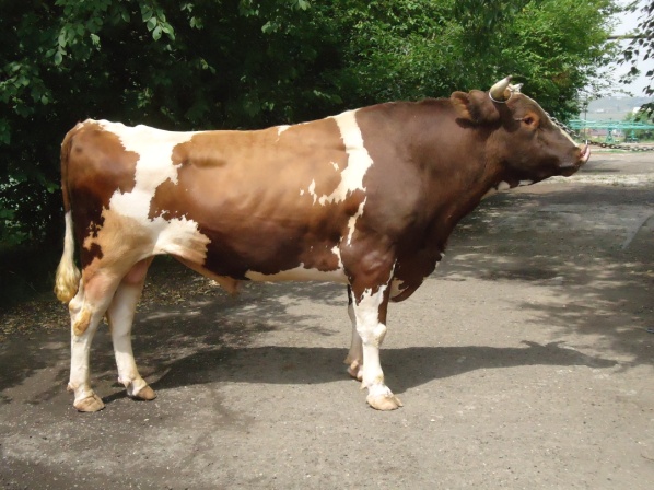 ЧУЛЫМ 21548 КСКП-172